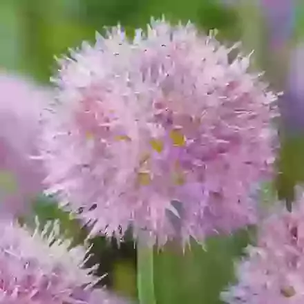 Carolinianum Rosy Dream